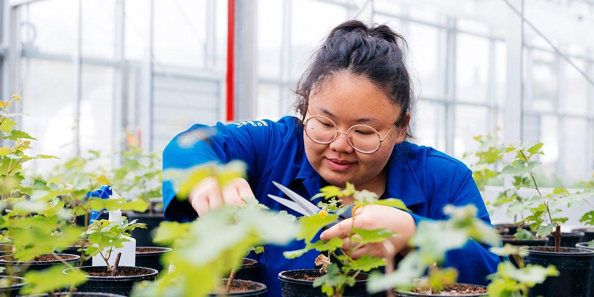 正规十大平台网址的学生在温室里检查植物